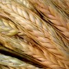 Pasaulē lielākajam graudu importētājam iesaka kviešus ievest no Latvijas